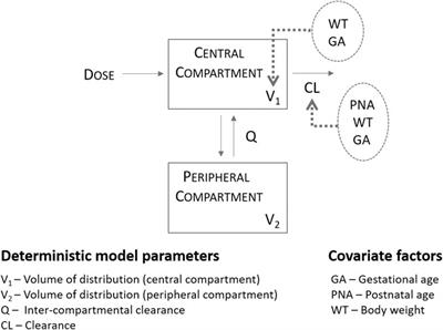 Simplified Dosing Regimens for Gentamicin in Neonatal Sepsis